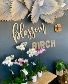 Orchid Plant 
