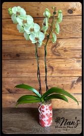 Orchid Plant 