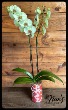 Orchid Plant 