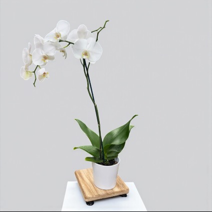 Orchid Plant