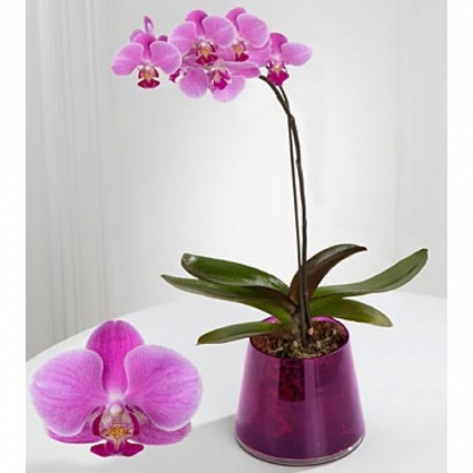 Orchid Plant