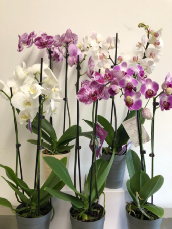 Orchid plant - 951 Plants