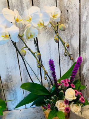 orchid plant/ and floral garden seasonal mix