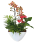 Orchid Plant & Assorted Plants in Ceramic 