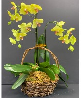 Orchid Plant Basket Arrangement 