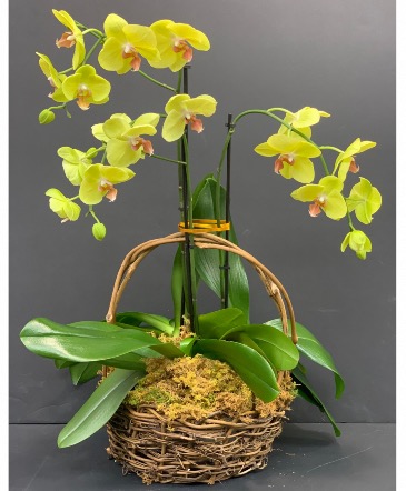 Orchid Plant Basket Arrangement  in Coral Springs, FL | DARBY'S FLORIST