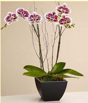 Orchid Plant Blooming