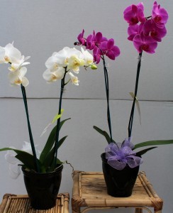 Orchid Plant Blooming Plant