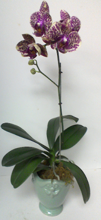 Orchid Plant Blooming Plant