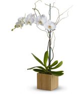 Single White Phalaenopsis Orchid Plant Blooming Plant