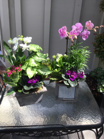 Orchid Plant Box