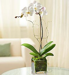 Orchid Plant container may vary