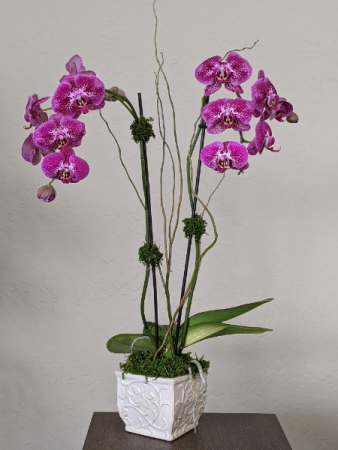 Orchid Plant  Double Stemmed 