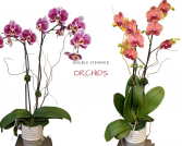 Colorful Orchid Double Stemmed Plant
