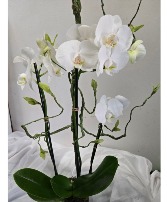  orchid plant Flower arrangement