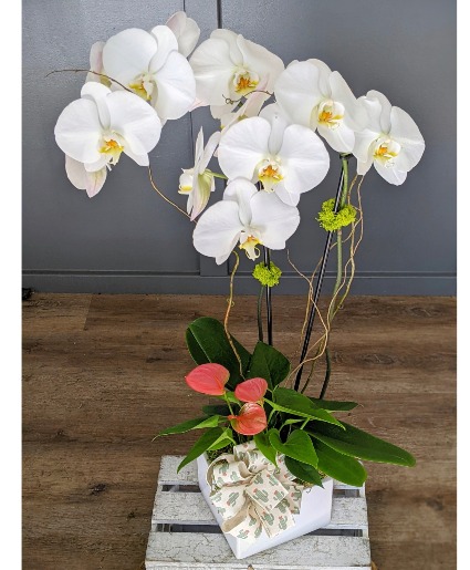 Orchid Plant Garden Greenery
