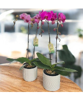Orchid Plant (Hot Pink or Lavender) Plant