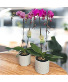 Orchid Plant (Hot Pink or Lavender) Plant