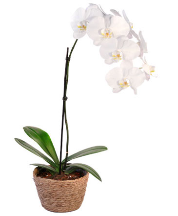 Orchid Plant House Plant in Gig Harbor, WA | GIG HARBOR FLORIST TM- FLOWERS BY THE BAY LLC