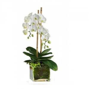 Orchid Plant in a stylish glass container 