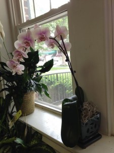 Orchid Plant in Container 