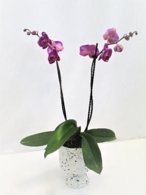ORCHID PLANT IN DESIGNER CONTAINER BLOOMING PLANT - LIMITED QTY