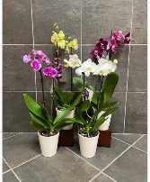 Orchid Plant, Let Us Pick 