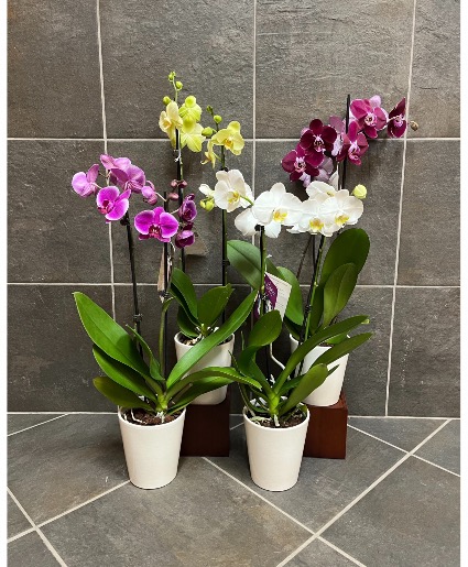 Orchid Plant, Let Us Pick 