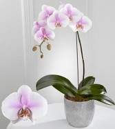 ORCHID PLANT 