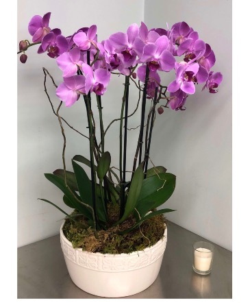 Orchid plant Orchid plant in Boynton Beach, FL | Blossom Shoppe Florist