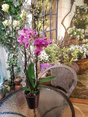 ORCHID PLANT Orchids in ceramic container