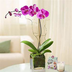 Orchid Plant Pending Available Color Single or Double Orchid Plant 