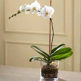 Orchid Plant Phalaenopsis