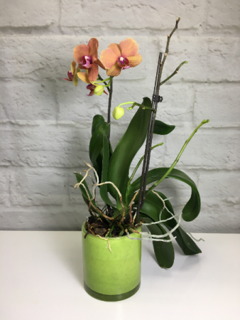 Orchid Plant *** Local Delivery Only ***