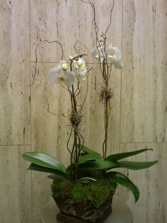 Orchid Plant Phalaenopsis Orchid Plant in Charlotte, NC | FLOWERS PLUS