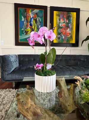 Orchid Plant - Pink Plant