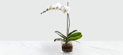 Orchid plant Plant 