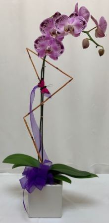 Orchid Plant Plant