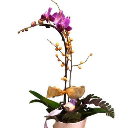 Orchid Plant Plant