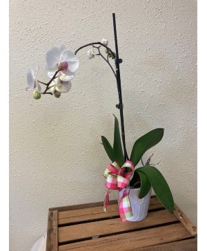 Orchid Plant Plant