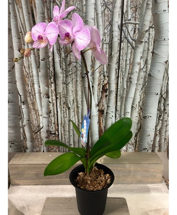 Orchid Plant Plant in Bend, OR | AUTRY'S 4 SEASONS FLORIST