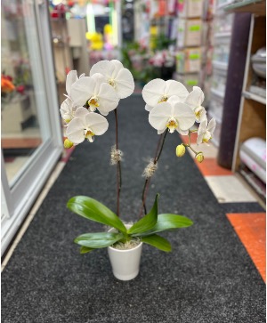 Orchid Plant  Plant