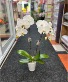 Orchid Plant  Plant