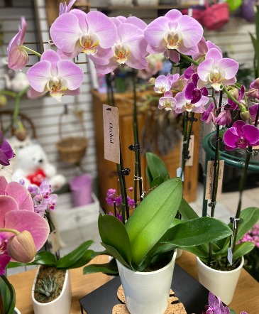 Orchid Plant Plant in Croton On Hudson, NY | Cooke's Little Shoppe Of Flowers