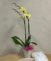 Orchid Plant Plant