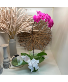 Orchid Plant - Purple 