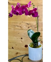 Orchid Plant Silk Arrangement