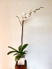 White Phalaenopsis Orchid  Plant