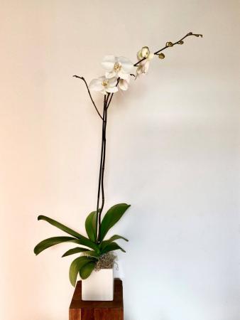 Orchid Plant White Phalaenopsis Orchid