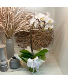 Orchid Plant - White 